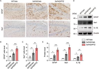 Epileptic seizures induced by pentylenetetrazole kindling accelerate Alzheimer-like neuropathology in 5×FAD mice